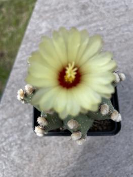 Astrophytum capas